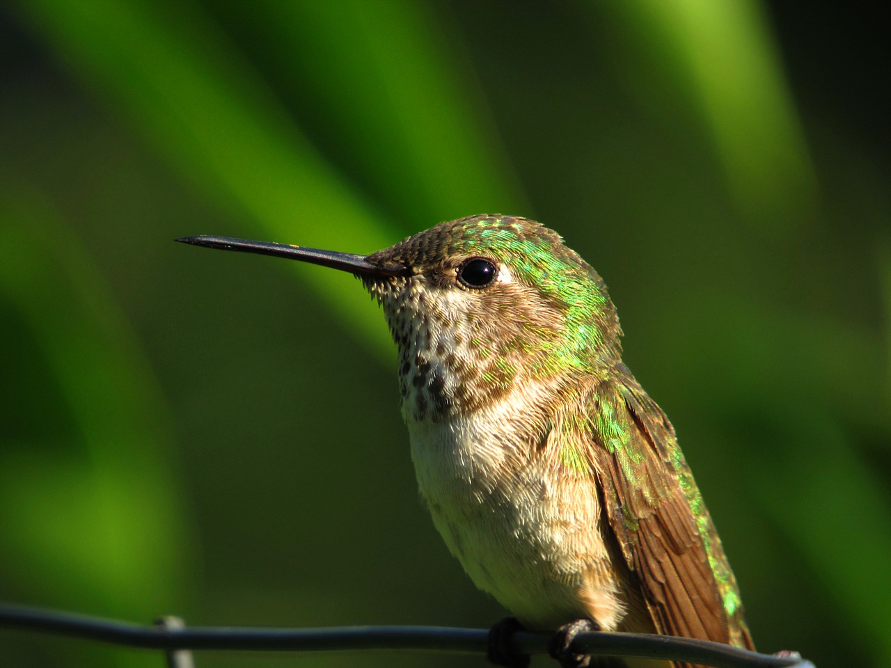 How to Draw a Hummingbird: Step-By-Step Guide